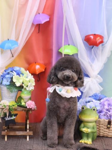 20230628chipieちゃん